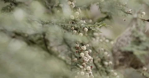 Bird nest Stockbeeldmateriaal 124622678