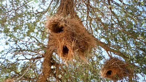 Bird Nest Vídeos de archivo 132729997