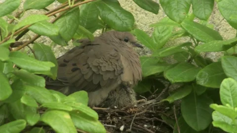 Bird nest Stock Footage 152170325