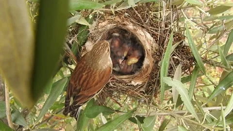Bird in the nest Stock Footage 164557567