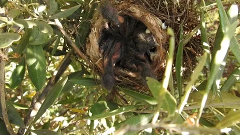 Bird in the nest 動画素材 164559758