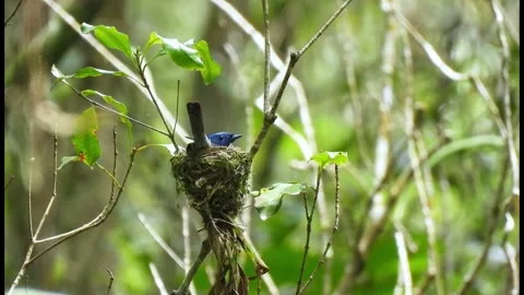 Bird on the nest Video stock 269343345