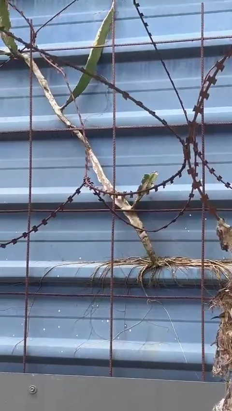 Bird nest Stock Footage 305259177