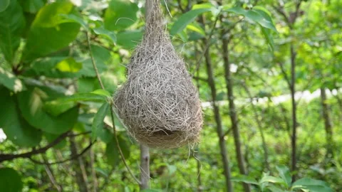 Bird Nest Hanging on Tree Branch Stock Footage 331889649