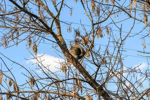 Bird nest hangs from bare tree branches Stock Photos