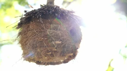 Bird nest hangs from tree branch, made of natural material Stock Footage 268705278