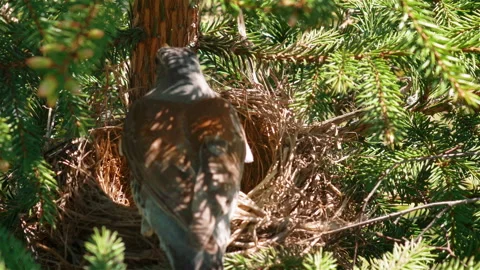The Bird in the Nest Hatches Eggs Video stock 156400428