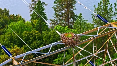 Bird nest on a high voltage power line tower Stock Footage 76814293
