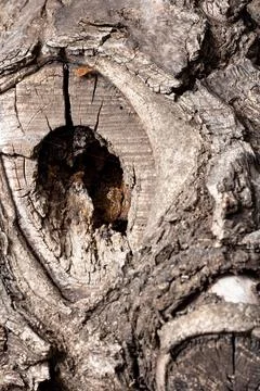 Bird nest hole tree trunk Stock Photos