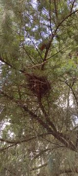Bird nest odd view from under tree branch outside Stock Photos
