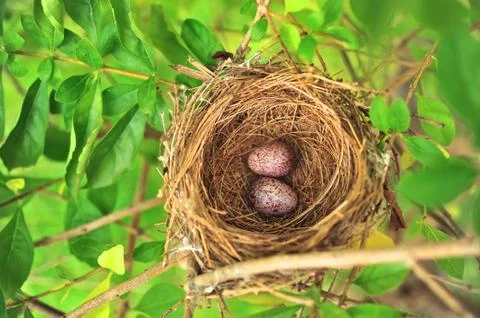 Bird nest Foto stock