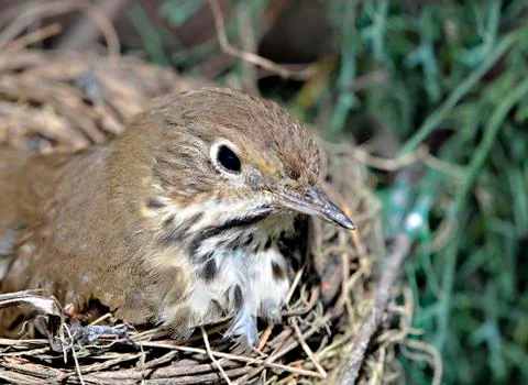 Bird in nest Stock Photos