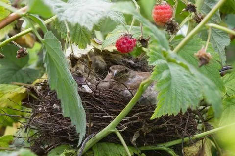 Bird in nest Stock Photos