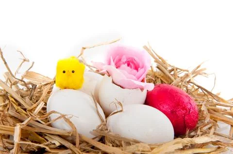 Bird nest Stock Photos