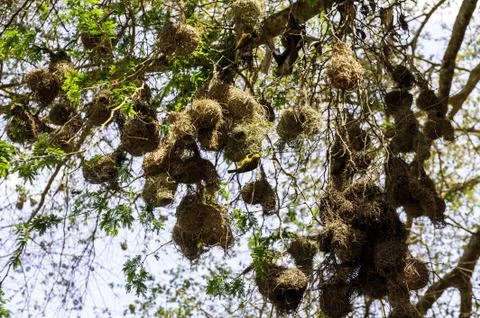 Bird nest Stock Photos