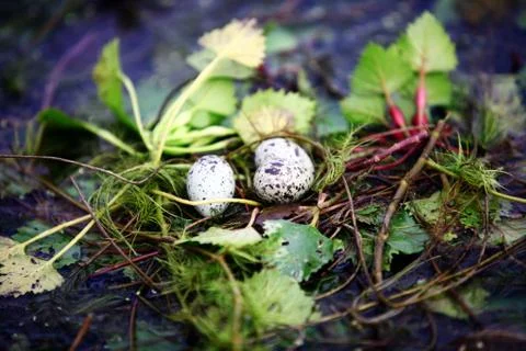 Bird nest Stock Photos