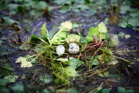 Bird nest Stock Photos