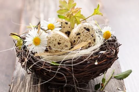 Bird- nest. Stock Photos