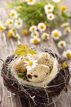 Bird-  nest. Stock Photos