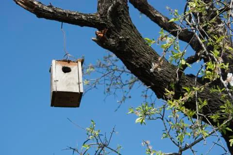 Bird nest Stock Photos