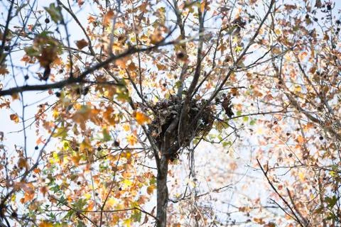 Bird Nest Stock Photos