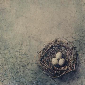 Bird Nest Stock-Fotos