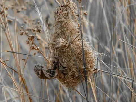 THE bird nest Stock Photos