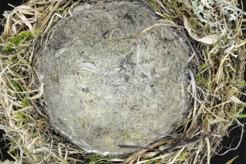 Bird nest Stock Photos