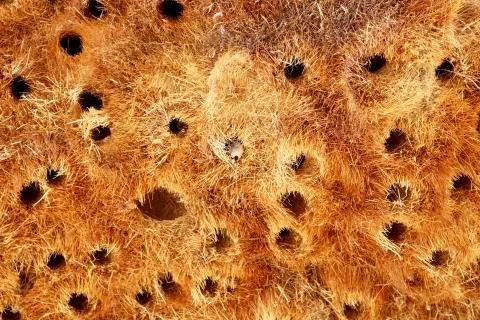 Bird nest Stock Photos