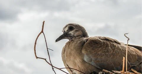 Bird Nest Stock Photos