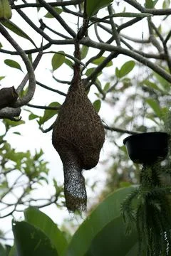 Bird nest Stock Photos