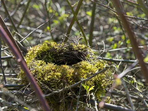 Bird nest Stock Photos