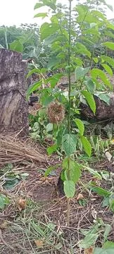 Bird nest Stock-Fotos