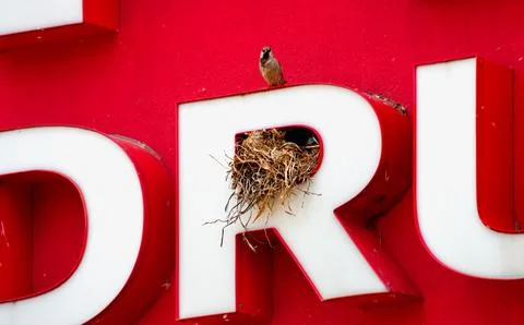 Bird  nest  Foto stock