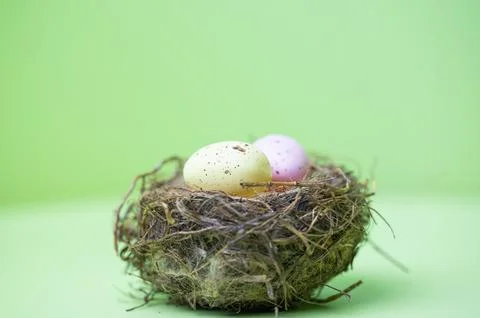 Bird nest Stock Photos