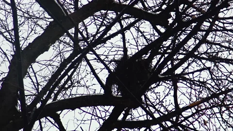 A bird nest settled among tree branches during winter day. Stock Footage 207540182