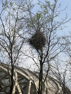 Bird Nest on Tree with Beijing National Stadium in Background Foto stock