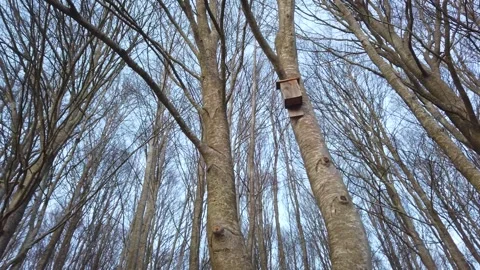 Bird Nest in Tree from Below – Forest Upward View POV 4K Stock Footage 329917631