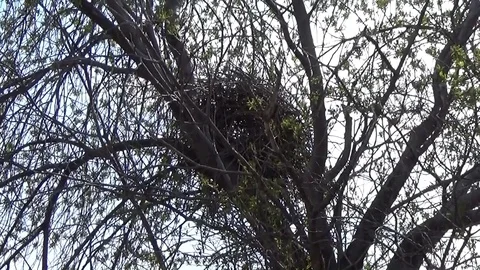 Bird nest on a tree, bottom view Stock Footage 76010600