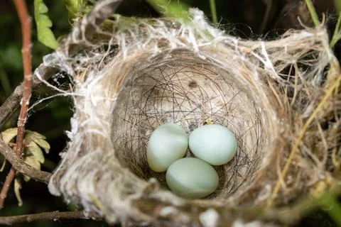 Bird nest on tree branch with three blue eggs. Close up the bird's nest of .. Stock Photos