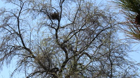 Bird nest on the tree Stock Footage 39414415