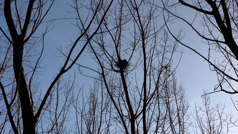 Bird nest on a tree in a forest Stock Footage 103572606