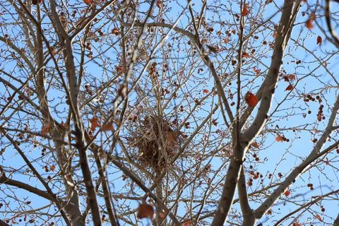 Bird Nest On A Tree Stock Photos