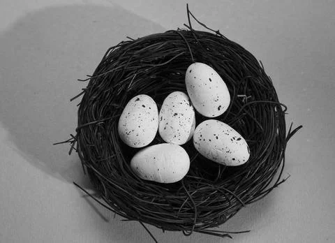 Bird nest with two eggs Фото