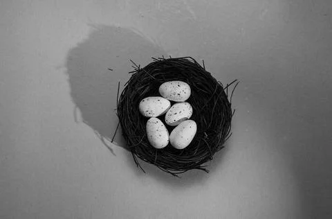 Bird nest with two eggs Stock Photos