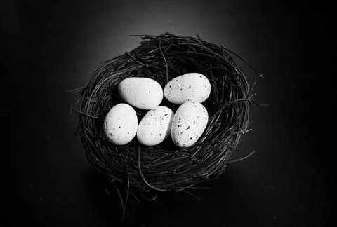 Bird nest with two eggs Stock Photos