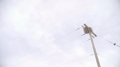 Bird Nest on Utility Pole Against Open Sky Video stock 333081928