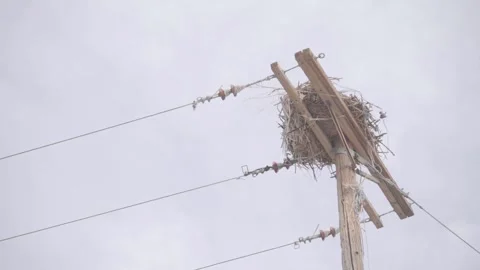 Bird Nest on Utility Pole with Power Lines Video stock 333081965