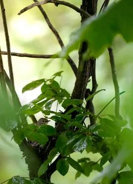 Bird Nesting Among Dense Green Foliage Stock Photos