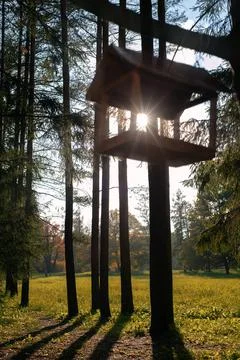 Bird nesting box hanging in the coniferous forest under the rays of autumn sun Stock Photos